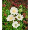 Scabiosa Caucasica Perfecta Alba Kaukasische Skabiose Ca. 11x11 cm Topf