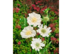 Scabiosa Caucasica Perfecta Alba Kaukasische Skabiose Ca. 11x11 cm Topf