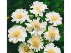 Scabiosa Caucasica Perfecta Alba Kaukasische Skabiose Ca. 11x11 cm Topf