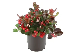 Scheinbeere "Big Berry" Weiß-Rosa Topf-Ø ca. 10,5 cm Gaultheria procumbens