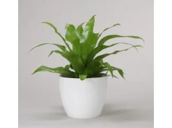 Scheurich Übertopf 920 Ø 22 cm Alaska