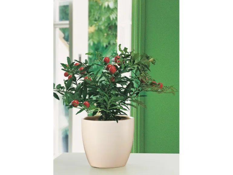 Scheurich Übertopf 920 Ø 22 cm Creme