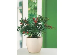 Scheurich Übertopf 920 Ø 14 cm Creme