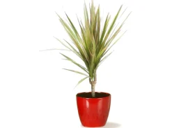 Scheurich Übertopf 920 Ø 14 cm Energy Red