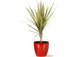 Scheurich Übertopf 920 Ø 25 cm Energy Red