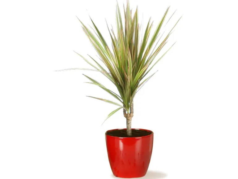 Scheurich Übertopf 920 Ø 25 cm Energy Red