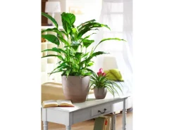 Scheurich Übertopf 920 Ø 22 cm Earth