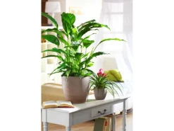 Scheurich Übertopf 920 Ø 25 cm Earth