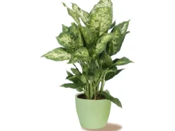 Scheurich Übertopf 920 Ø 19 cm Light Green