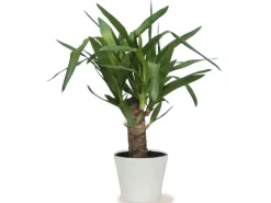 Scheurich Übertopf 808 Ø 15 cm Panna