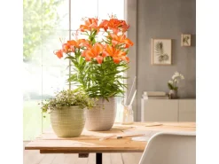 Scheurich Übertopf 866 Ø 16 cm Pimienta