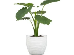 Scheurich Übertopf 866 Ø 25 cm Panna