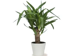 Scheurich Übertopf 808 Ø 11 cm Panna