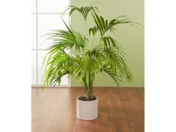 Scheurich Übertopf 828 Ø 12 cm Sesame