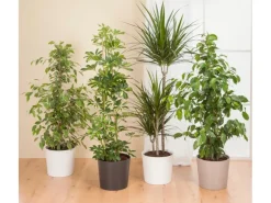 Scheurich Übertopf 883 Ø 13 cm x 11,5 cm Cashmere