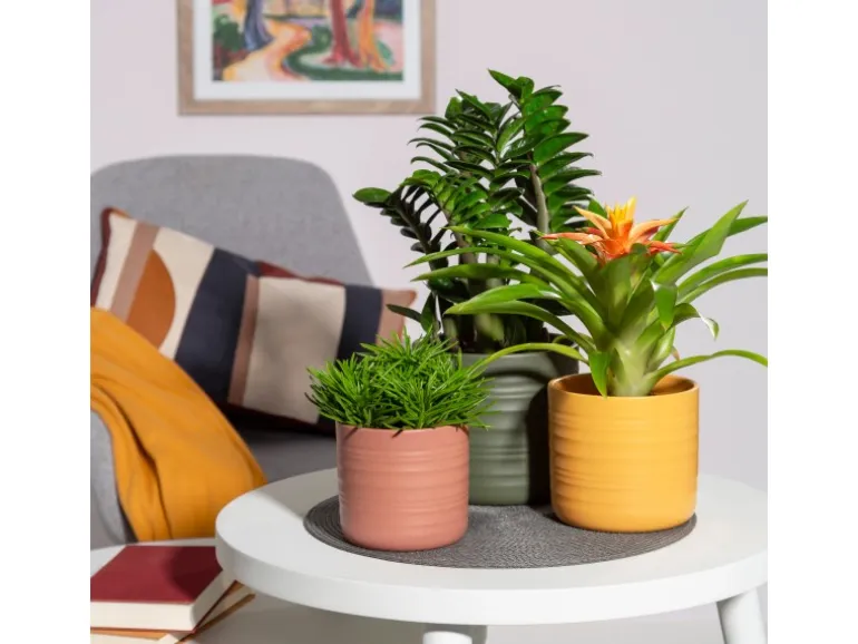 Scheurich Übertopf Cottage 850 Ø 12 cm x 11,1 cm Curcuma