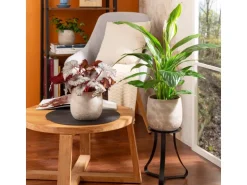 Scheurich Übertopf Dune 787 Ø 16 cm x 14,5 cm Hellbeige