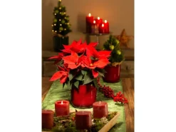 Scheurich Übertopf Keramik Ø 12,9 cm x 11,9 cm Mystic Red Volumen 0,814 l