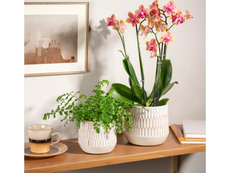 Scheurich Übertopf Mavi 785 Ø 13 cm x 11 cm Alabaster