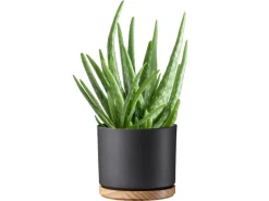 Scheurich Übertopf mit Holzuntersetzer 799 Ø 22 cm Anthrazit Matt