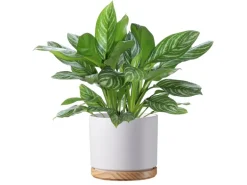 Scheurich Übertopf mit Holzuntersetzer 799 Ø 22 cm Weiß Matt