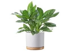 Scheurich Übertopf mit Holzuntersetzer 799 Ø 19 cm Weiß Matt