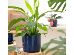 Scheurich Übertopf Solido 900 Ø 13 cm x 11,7 cm Mystic Blau