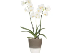 Scheurich Orchideengefäß 650 Ø 13 cm Espresso Cream