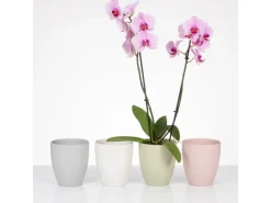 Scheurich Orchideentopf 620 Ø 13 cm x 15 cm Silent Green