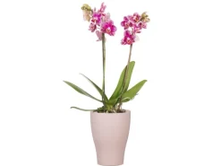 Scheurich Orchideentopf 608 Ø 13 cm x 17 cm Powder Rose