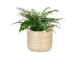 Scheurich Pflanzgefäß 514 Ø 26 cm x 23 cm Weiß