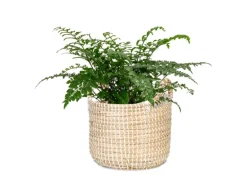 Scheurich Pflanzgefäß 514 Ø 36 cm x 34 cm Weiß