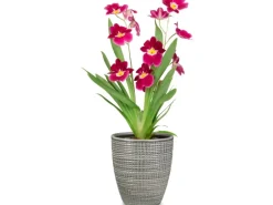 Scheurich Pflanzgefäß 667 Ø 13 cm Pimienta