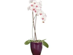 Scheurich Pflanzgefäß 620 Ø 13 cm Pure Violet