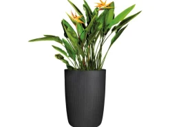 Scheurich Pflanzsäule Linetto High Ø 38 cm x 54 cm Stony Black