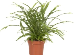 Schwertfarn "Duffy" Topf-Ø ca. 12 cm Nephrolepis