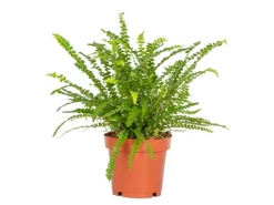 Schwertfarn "Duffy" Topf-Ø ca. 12 cm Nephrolepis