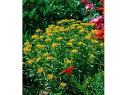 Sedum Aizoon Fetthenne Ca. 9x9 cm Topf