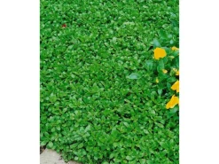 Sedum Hybridum Immergrünchen Fetthenne Ca. 9x9 cm Topf