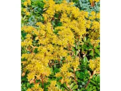 Sedum Hybridum Immergrünchen Fetthenne Ca. 9x9 cm Topf