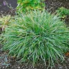 Sesleria Albicans Blaugras Ca. 9x9 cm Topf