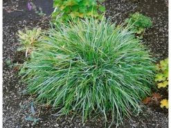 Sesleria Albicans Blaugras Ca. 9x9 cm Topf