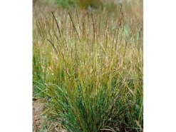Sesleria Albicans Blaugras Ca. 9x9 cm Topf