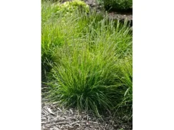 Sesleria Autumnalis Herbst-Kopfgras Ca. 9x9 cm Topf Ziergras