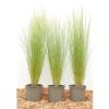 Stipa Tenuissima Ponytails Zartes Federgras Ca. 9x9 cm Topf