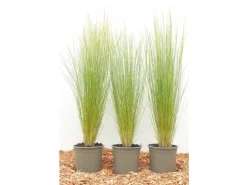 Stipa Tenuissima Ponytails Zartes Federgras Ca. 9x9 cm Topf