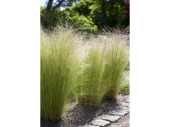 Stipa Tenuissima Ponytails Zartes Federgras Ca. 9x9 cm Topf
