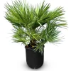 Sunny-Tree Chamaerops Humilis - Europäische Zwergpalme - Immergrüne winterharte Palme - 80 cm hoch inklusive Topf