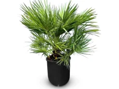 Sunny-Tree Chamaerops Humilis - Europäische Zwergpalme - Immergrüne winterharte Palme - 80 cm hoch inklusive Topf