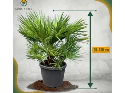 Sunny-Tree Chamaerops Humilis - Europäische Zwergpalme - Immergrüne winterharte Palme - 80 cm hoch inklusive Topf